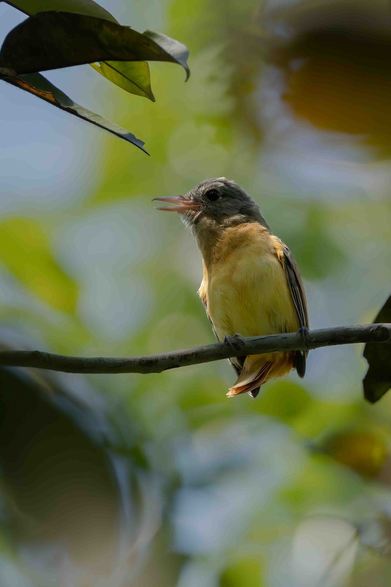 Citron-bellied Attila - ML641313347