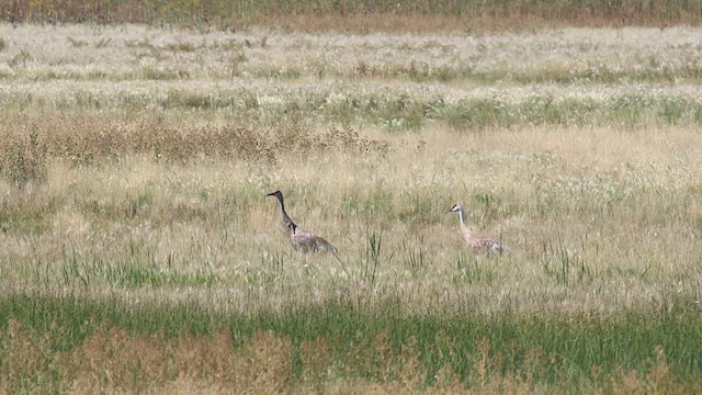 Sandhill Crane - ML641313365