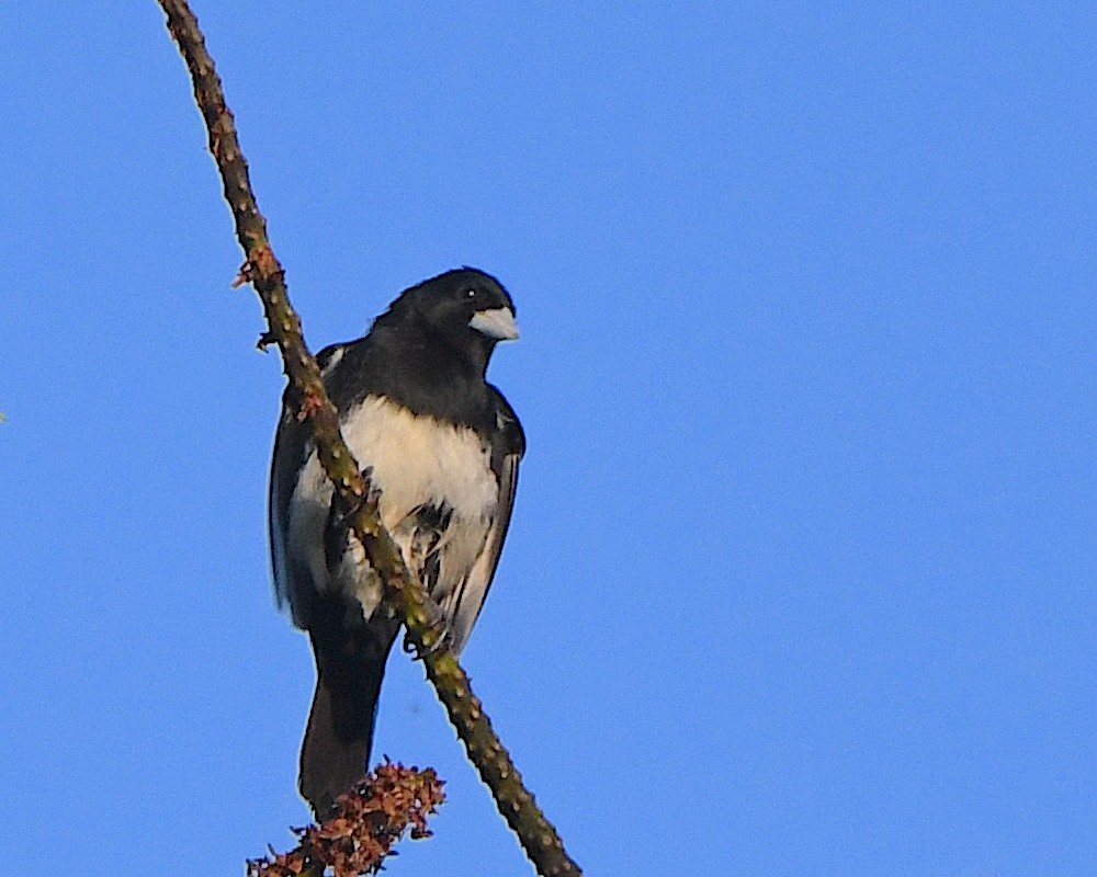 Cone-billed Tanager - ML641313372