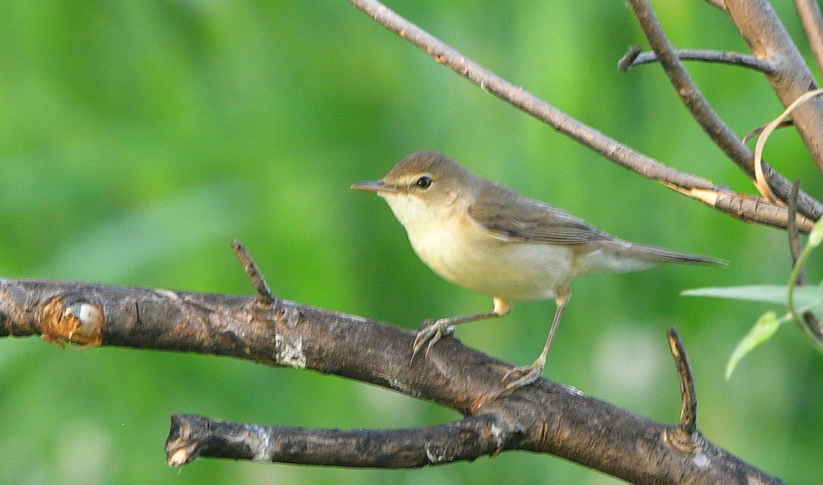 Eastern Olivaceous Warbler - ML641313376