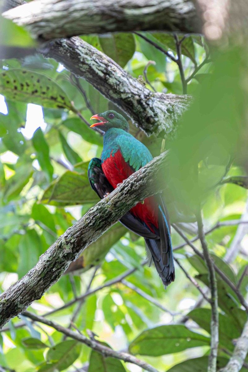 Pavonine Quetzal - ML641313386