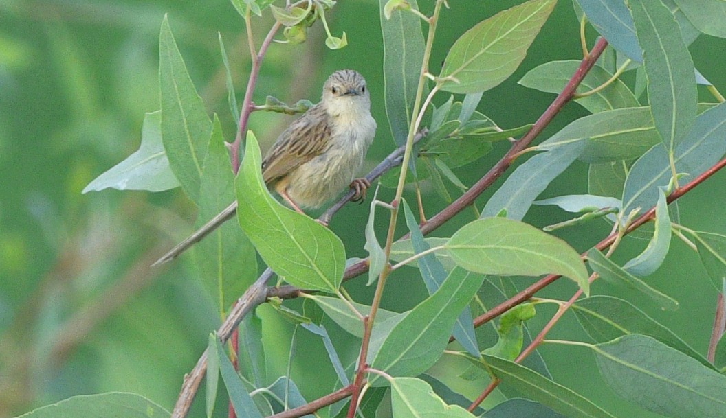 Delicate Prinia - ML641313400