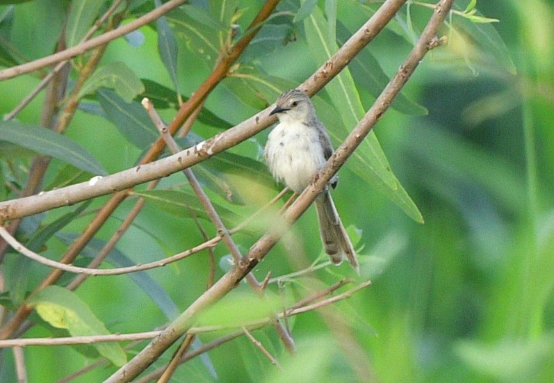 Delicate Prinia - ML641313402