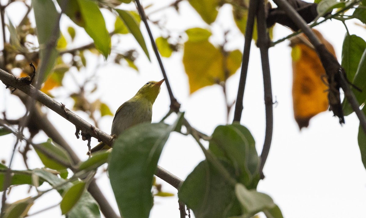 Yellow-vented Warbler - ML641313406