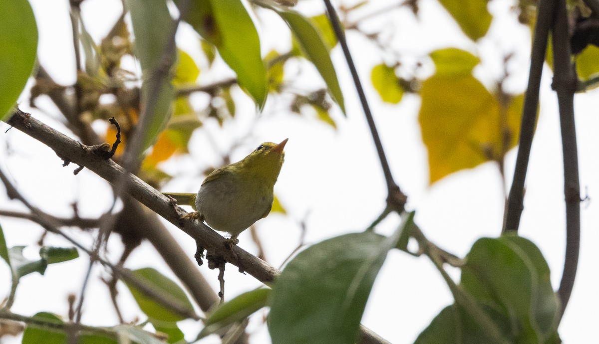 Yellow-vented Warbler - ML641313407