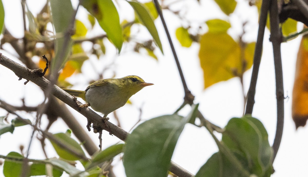 Yellow-vented Warbler - ML641313408