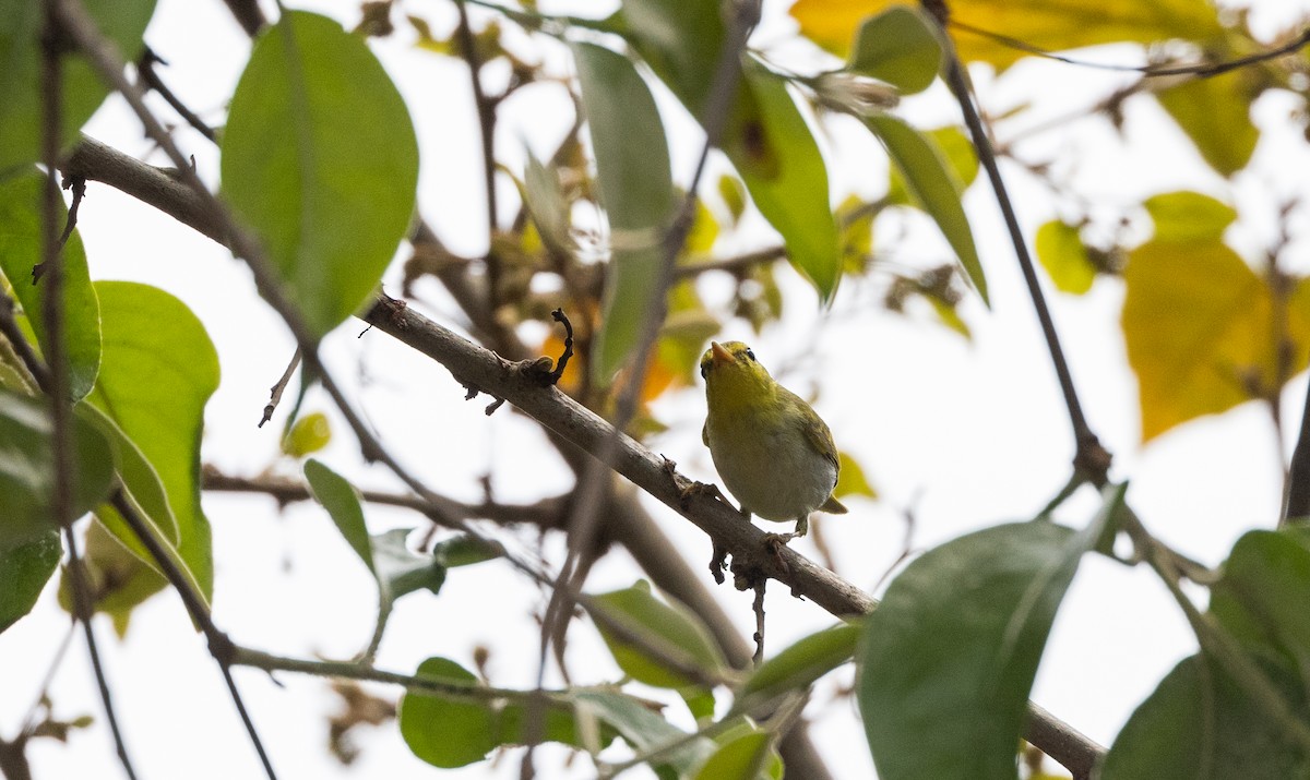Yellow-vented Warbler - ML641313409