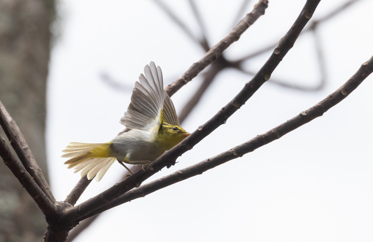 Yellow-vented Warbler - ML641313417