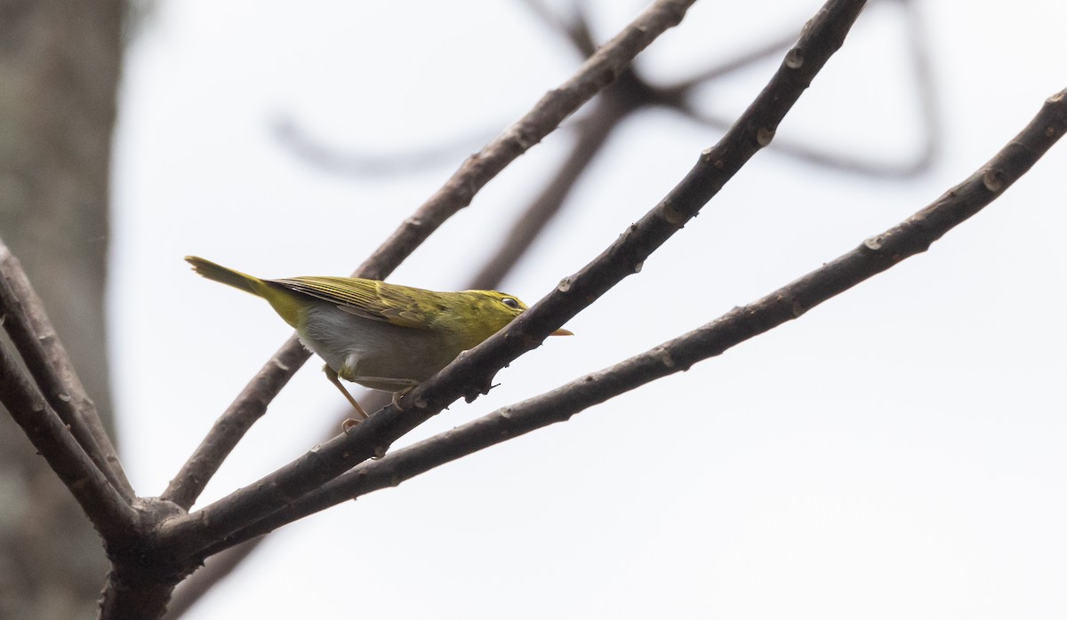 Yellow-vented Warbler - ML641313419
