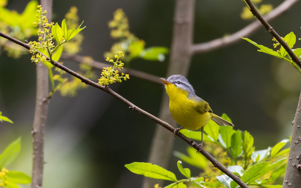 Gray-hooded Warbler - ML641313425