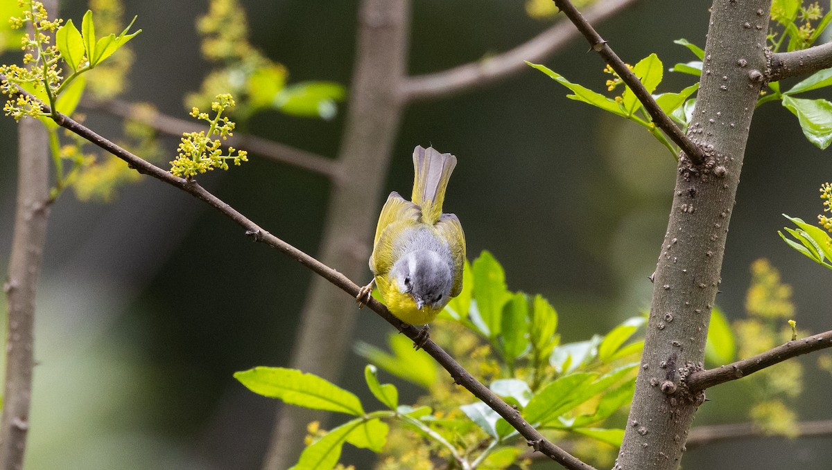 Gray-hooded Warbler - ML641313426