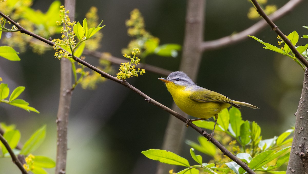 Gray-hooded Warbler - ML641313428