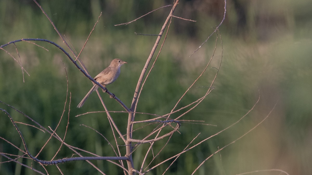 Iraq Babbler - ML641313440