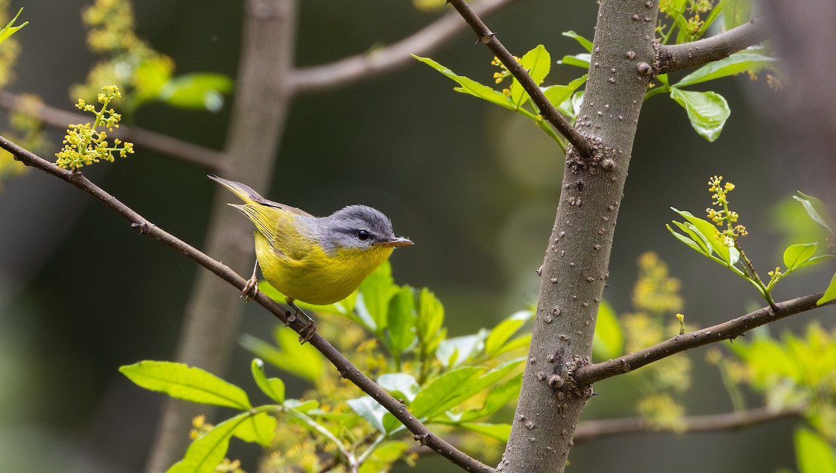 Gray-hooded Warbler - ML641313445