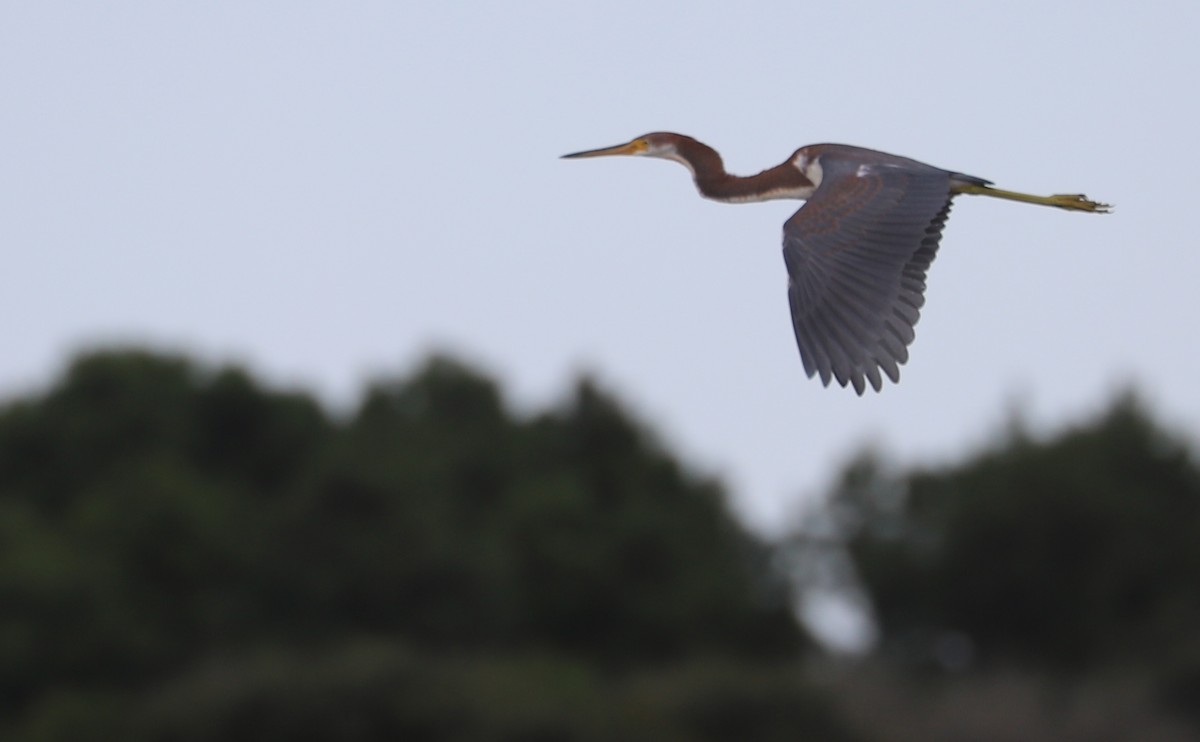 Tricolored Heron - ML641313460