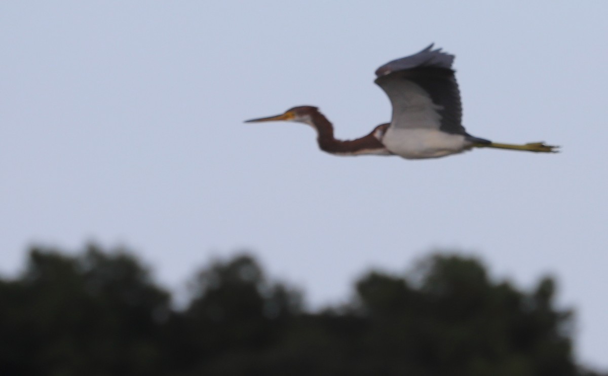 Tricolored Heron - ML641313465