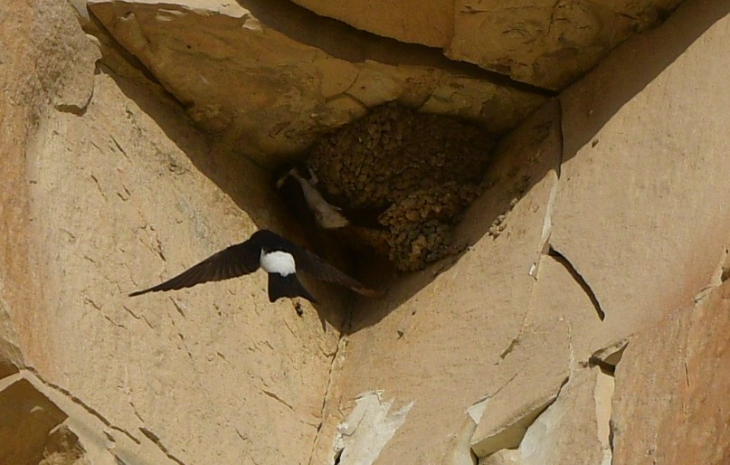 Little Swift - ML641313466