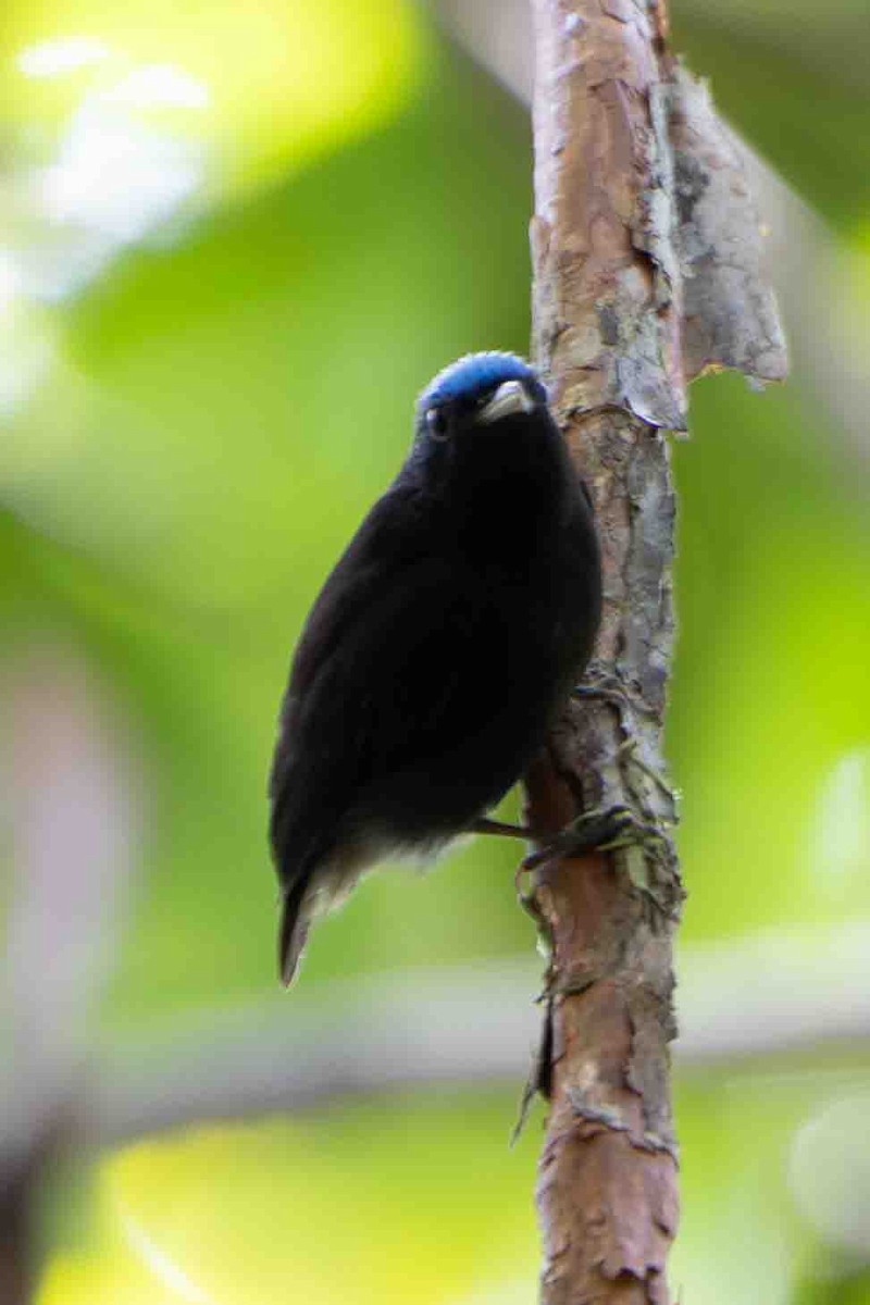 Blue-capped Manakin - ML641313488