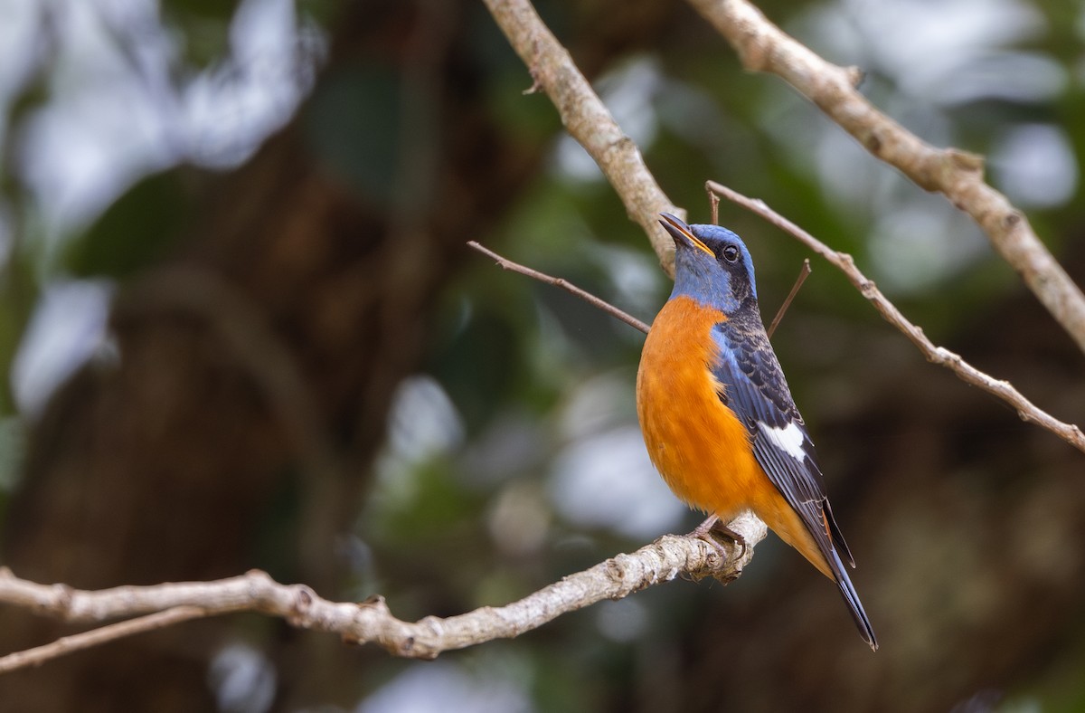 Blue-capped Rock-Thrush - ML641313527