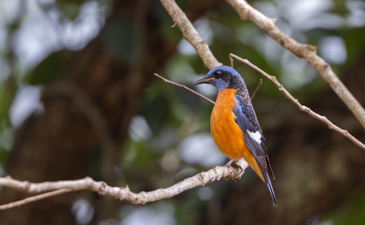 Blue-capped Rock-Thrush - ML641313528