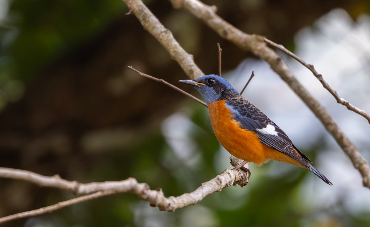 Blue-capped Rock-Thrush - ML641313529