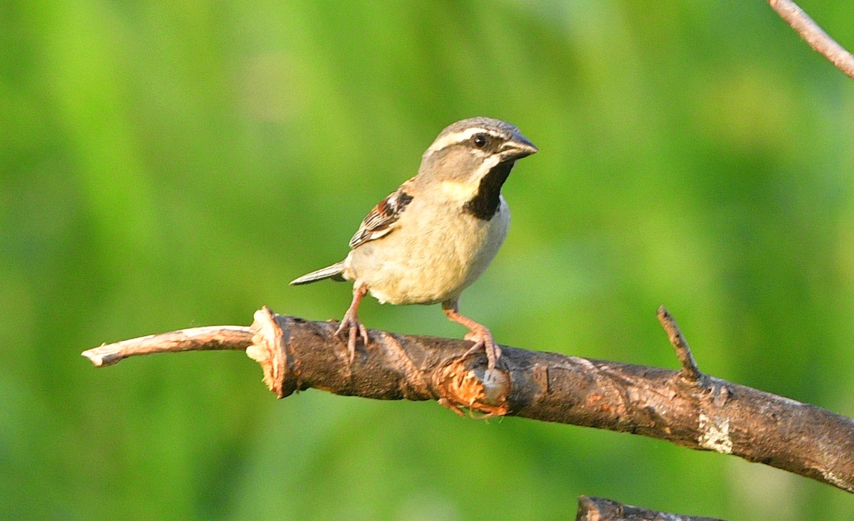 Dead Sea Sparrow - ML641313532