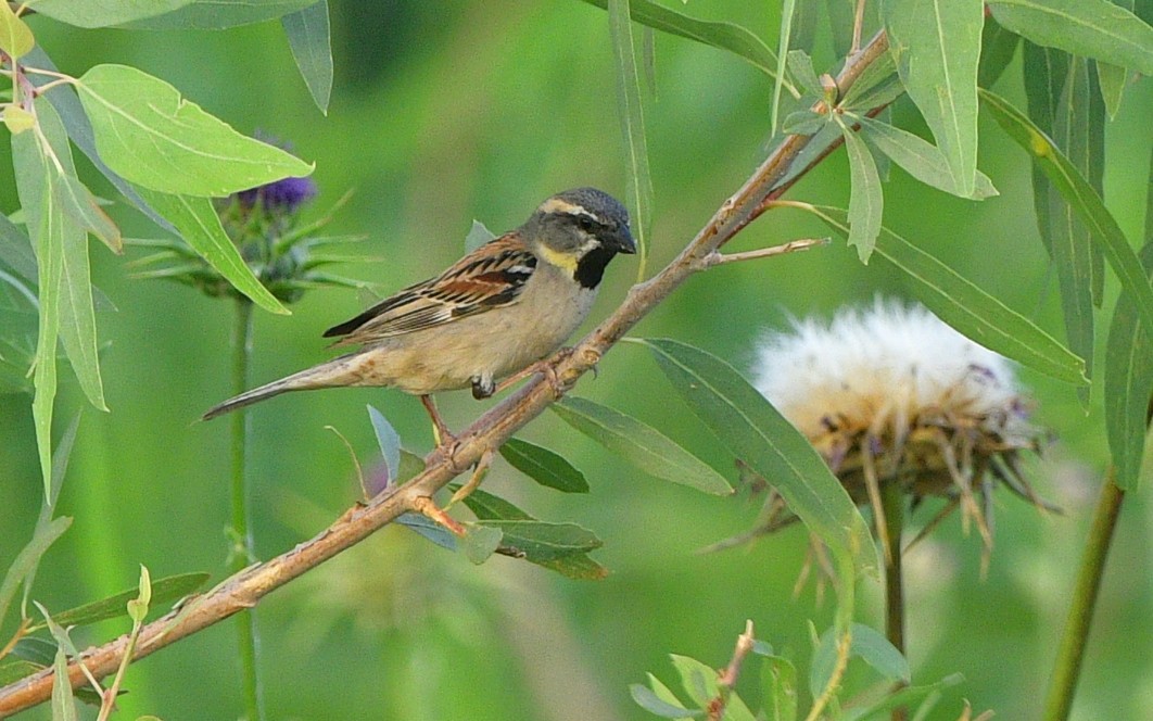 Dead Sea Sparrow - ML641313533