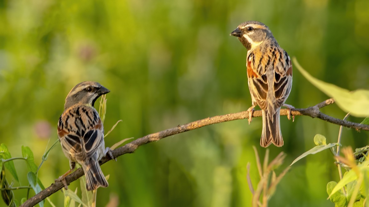 Dead Sea Sparrow - ML641313534