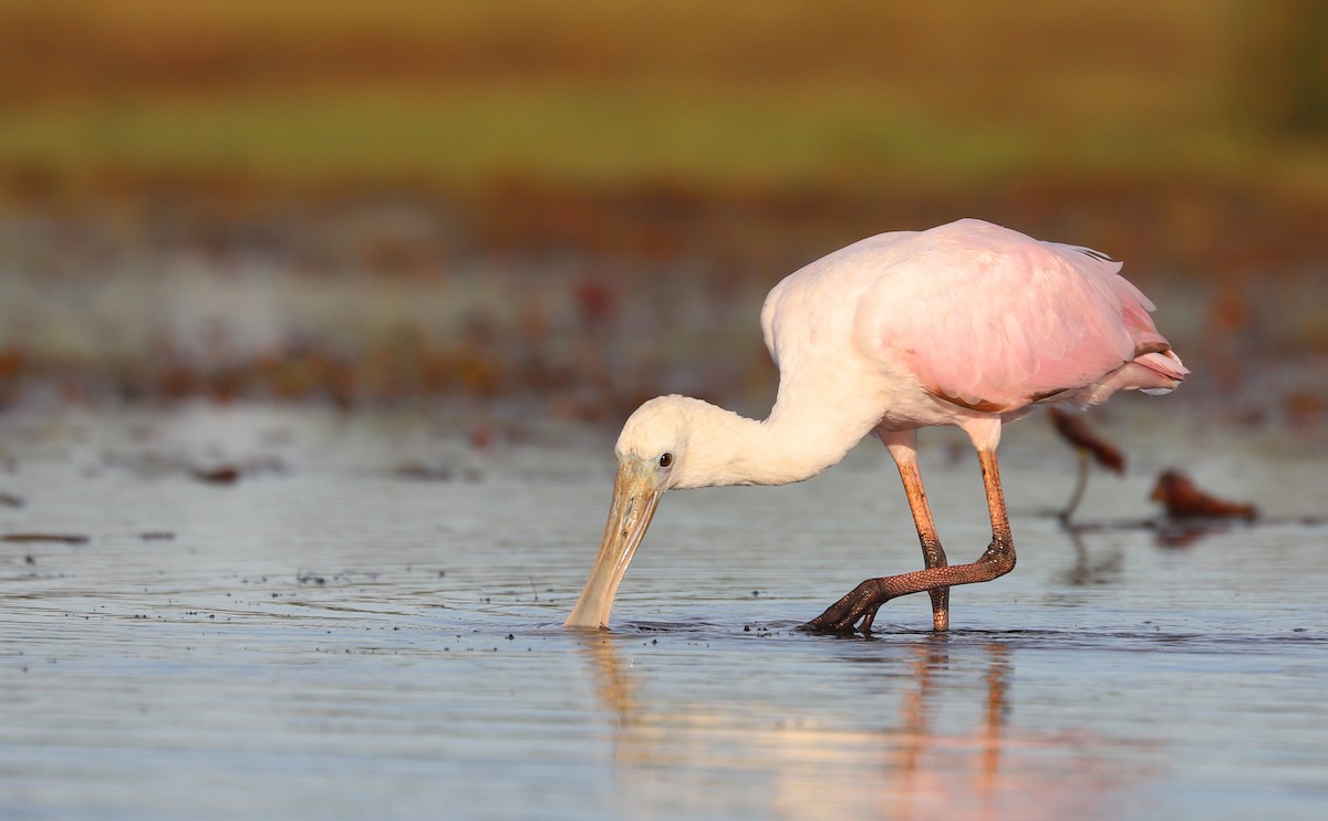 Roseate Spoonbill - ML641313540