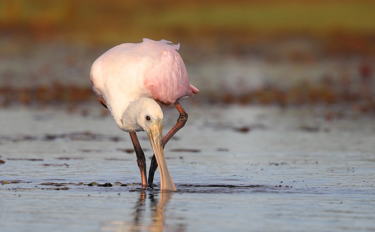 Roseate Spoonbill - ML641313545