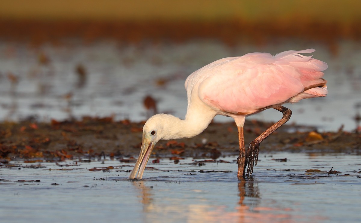 Roseate Spoonbill - ML641313554