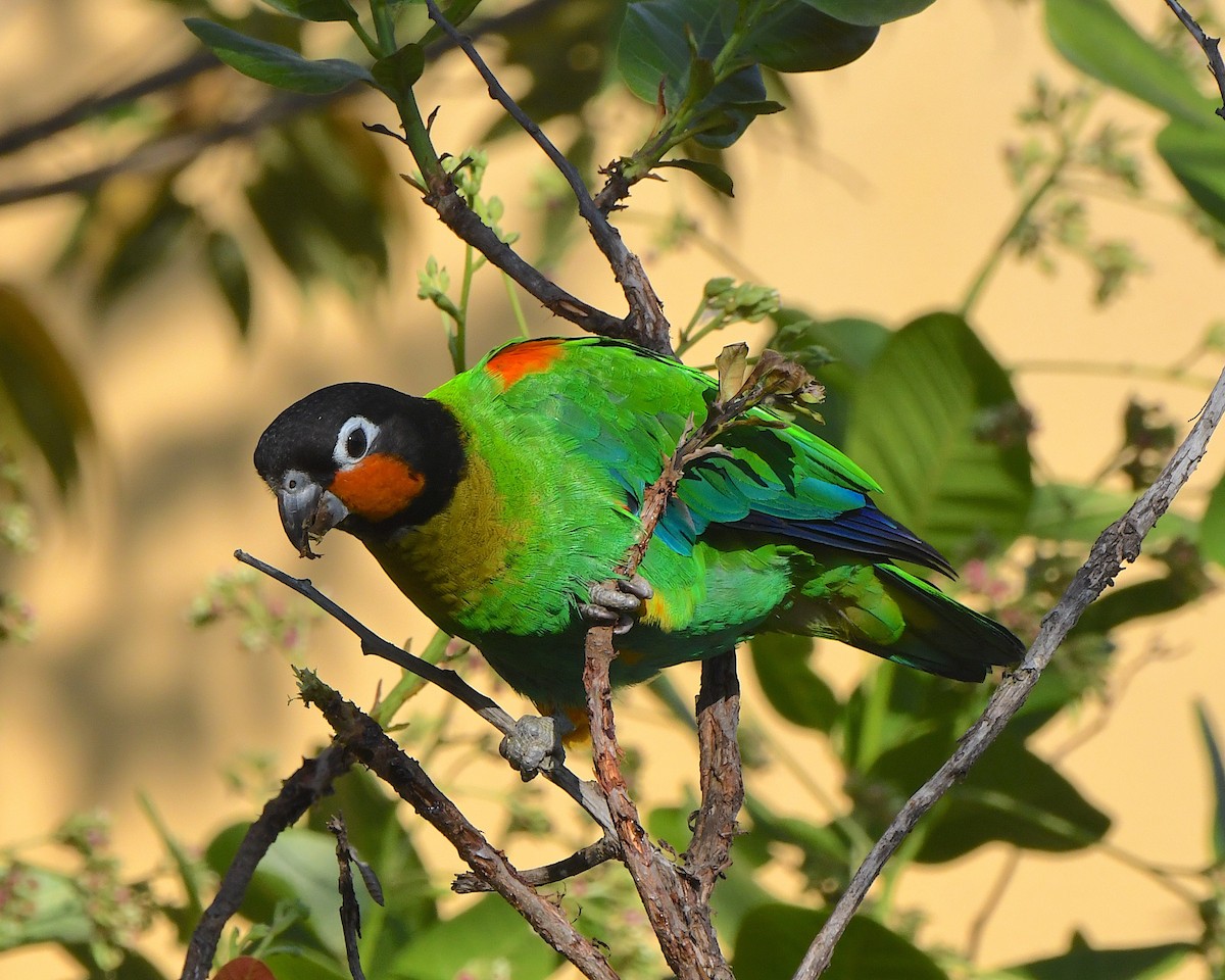 Orange-cheeked Parrot - ML641313557