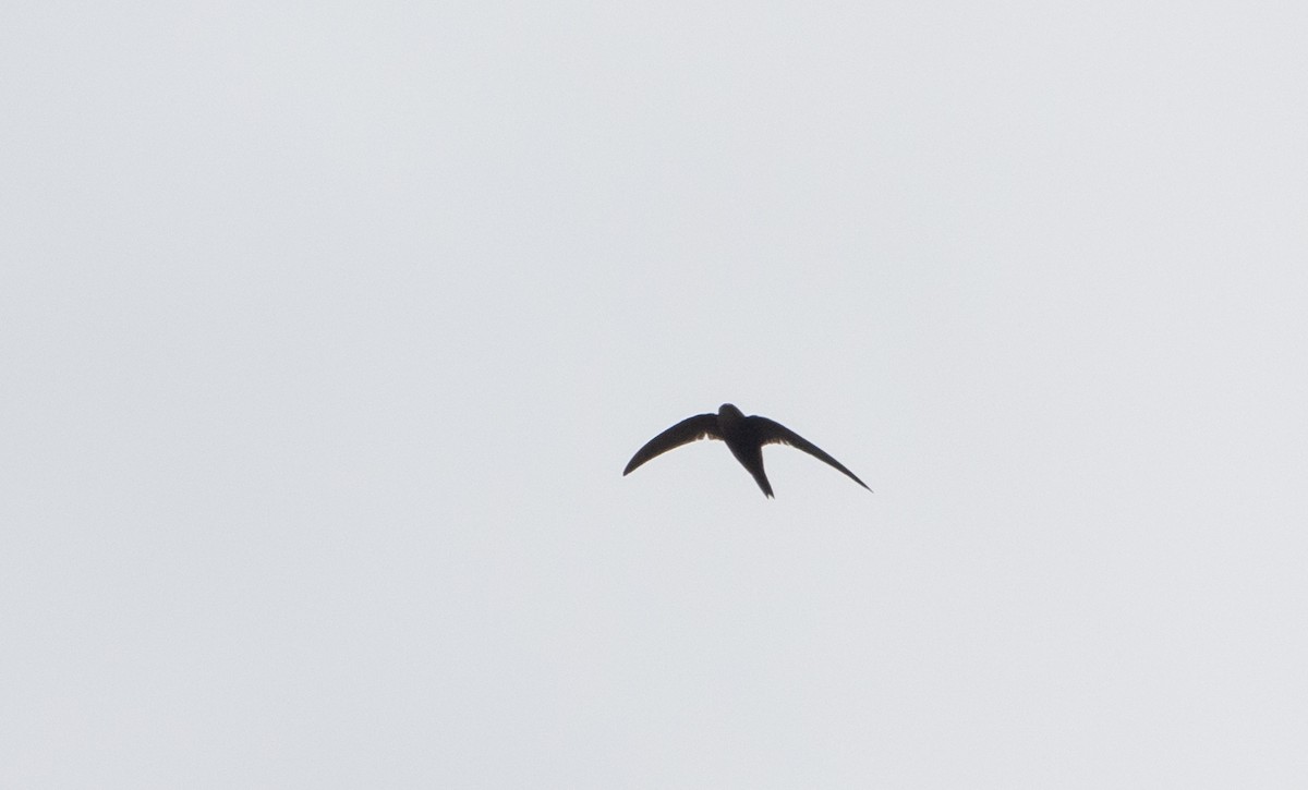 Blyth's Swift - ML641313559