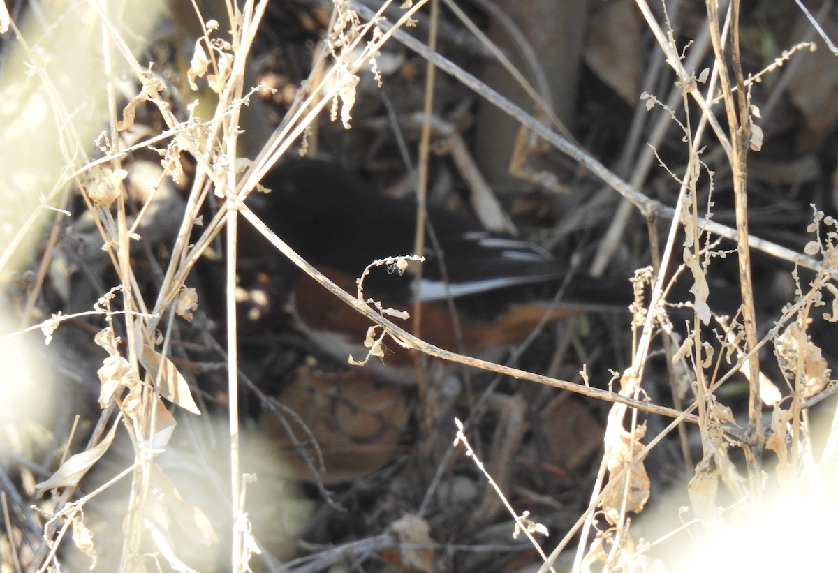Eastern Towhee - ML641313568