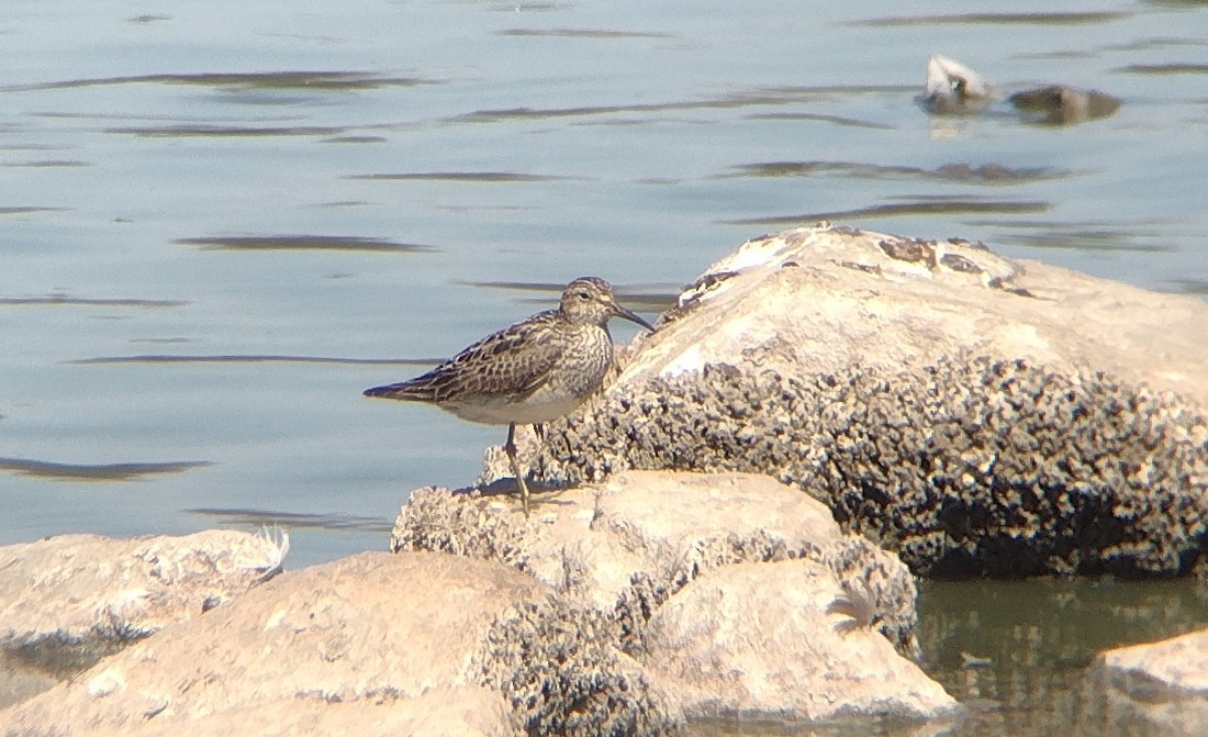 Орог элсэг - ML641313573