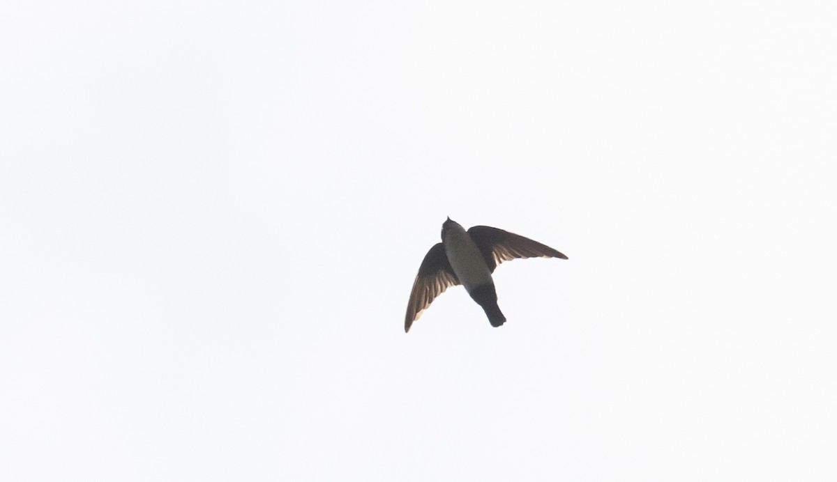 Asian House-Martin - ML641313593