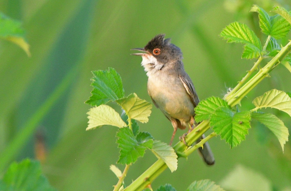 Menetries's Warbler - ML641313595
