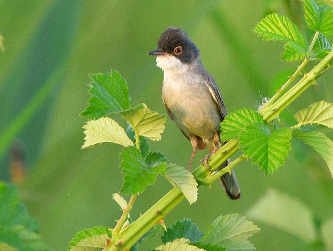 Menetries's Warbler - ML641313596