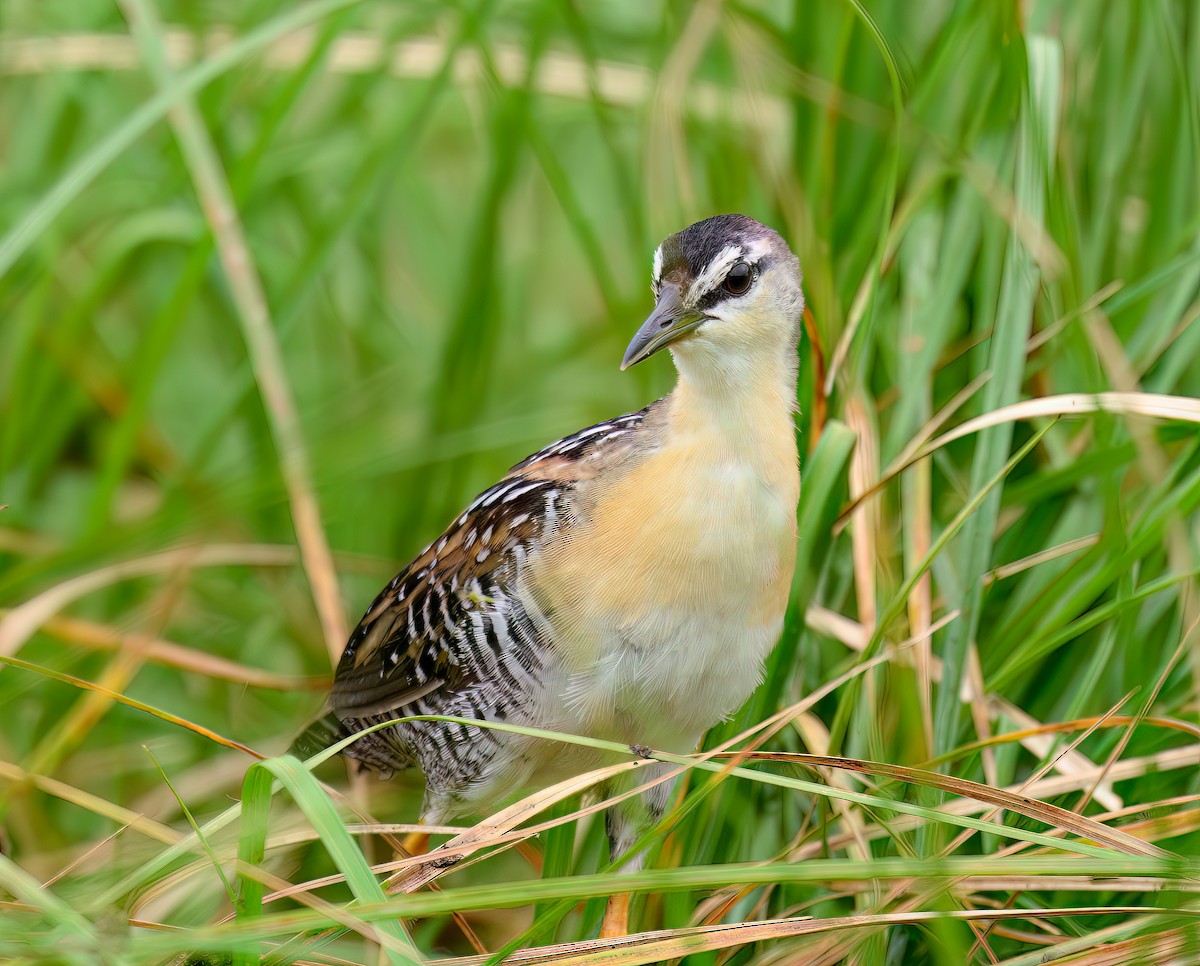 Yellow-breasted Crake - ML641313634