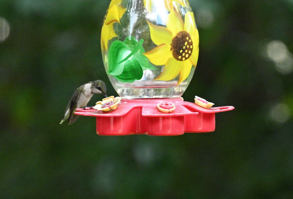 Ruby-throated Hummingbird - ML641313640