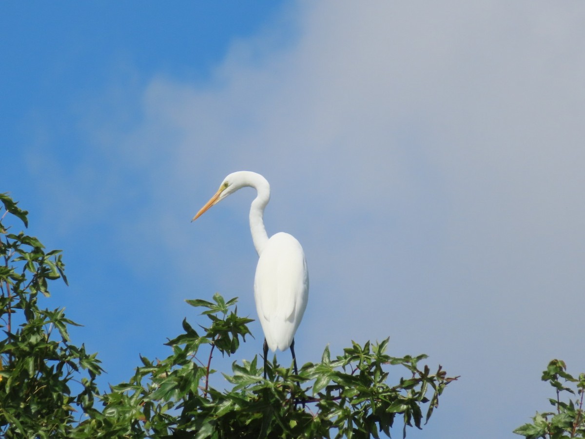 Great Egret - ML641313661