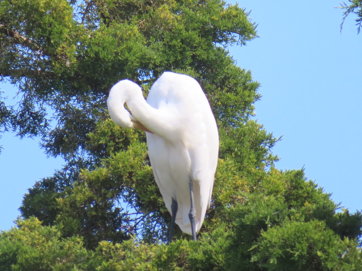 Great Egret - ML641313662