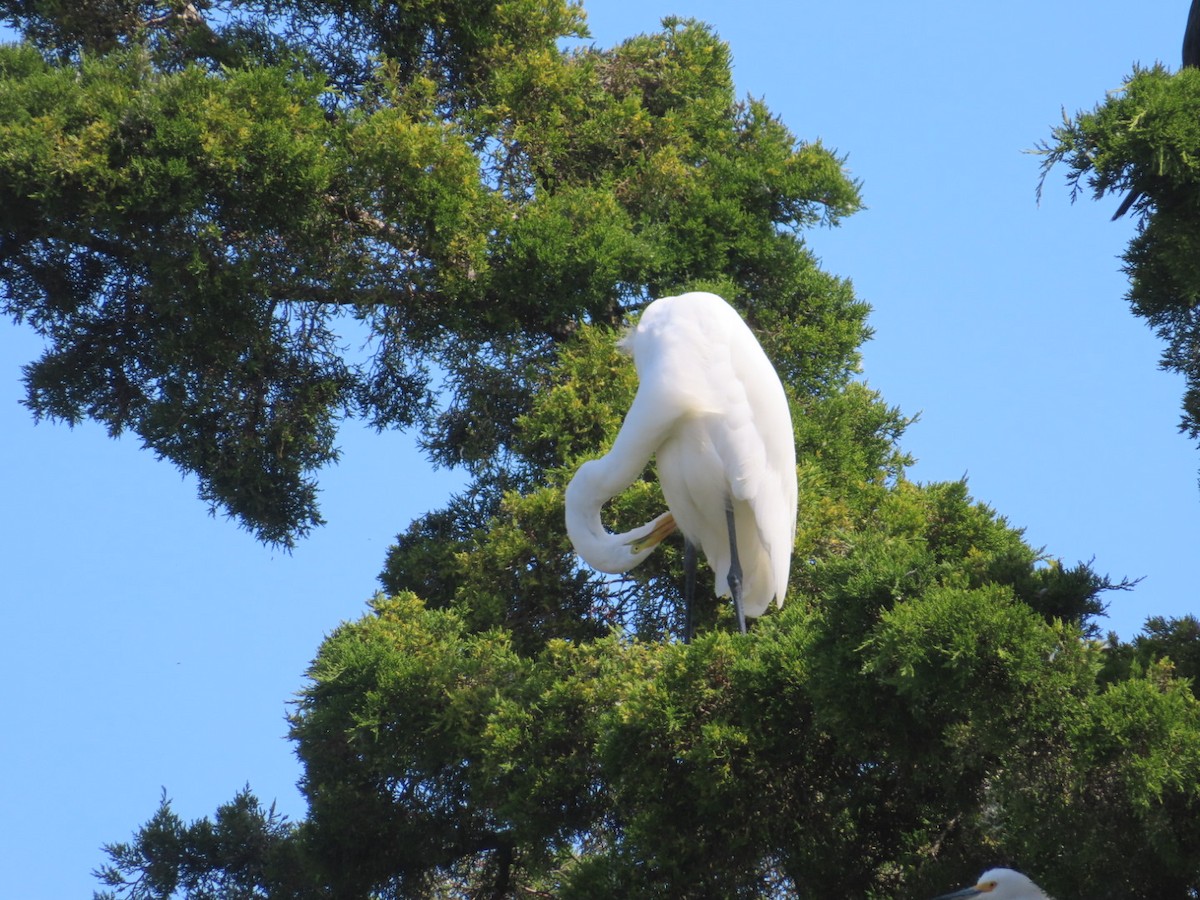 Great Egret - ML641313663