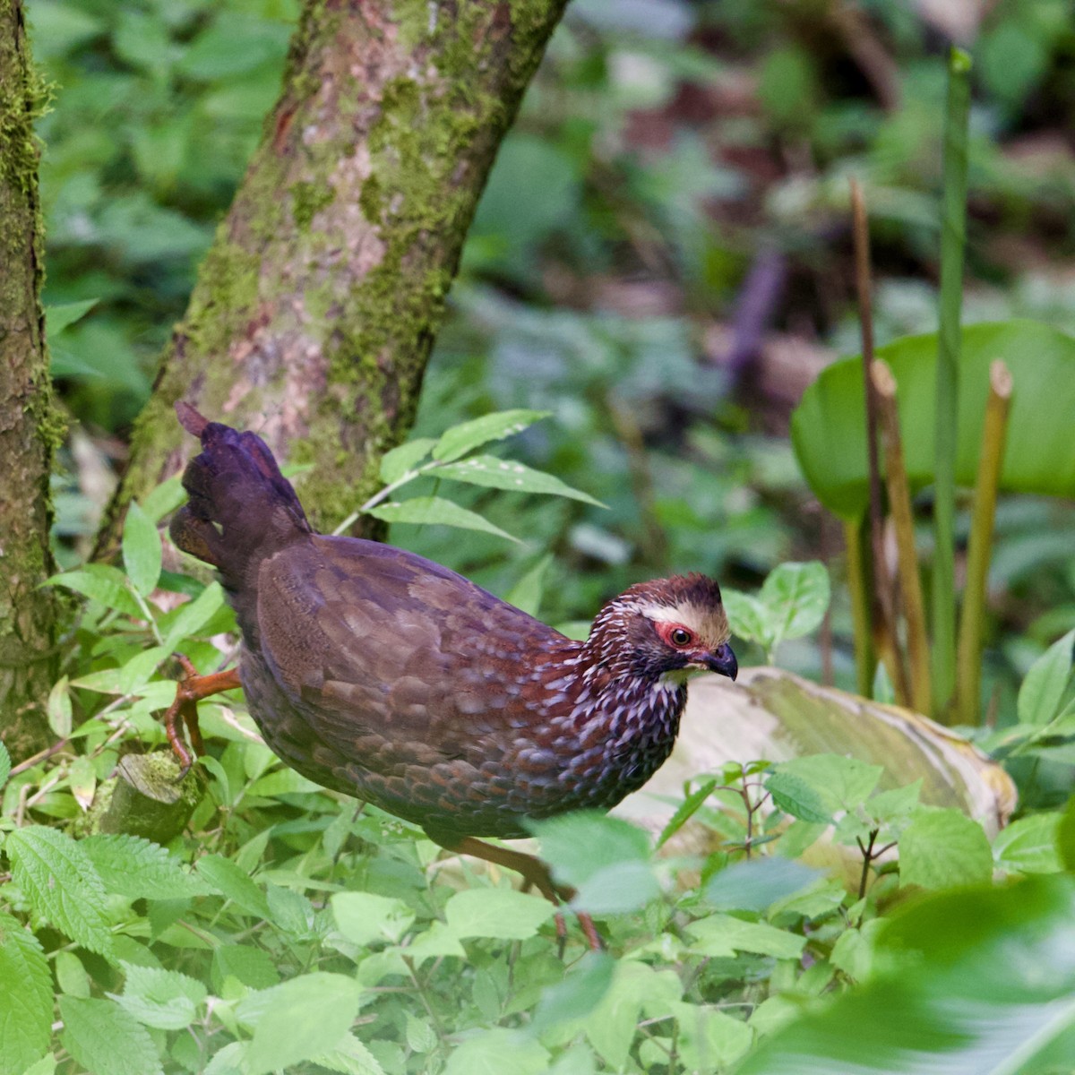 křepel bledočelý - ML641313670