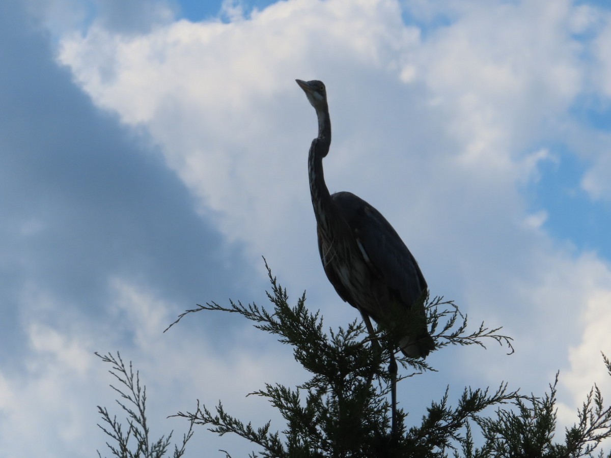 Great Blue Heron - ML641313672