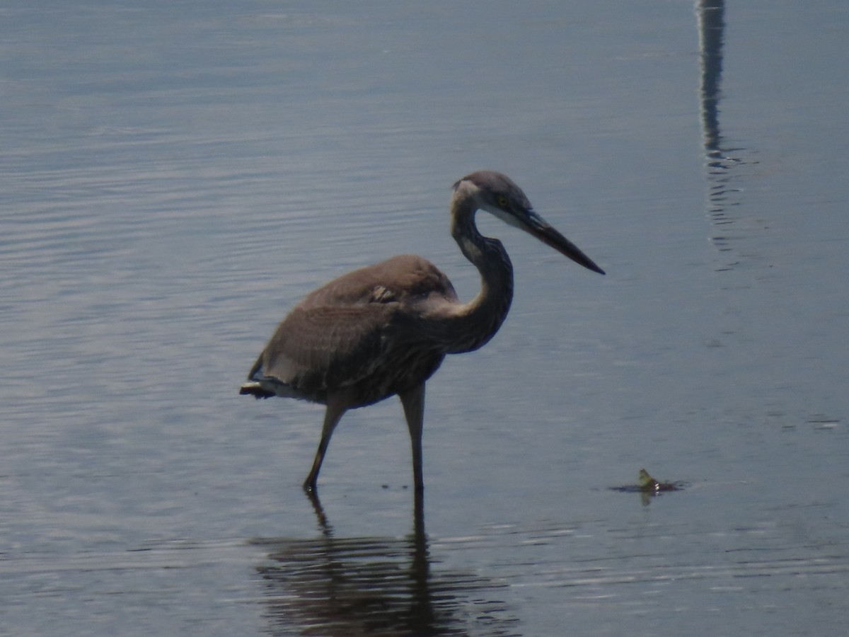Great Blue Heron - ML641313673