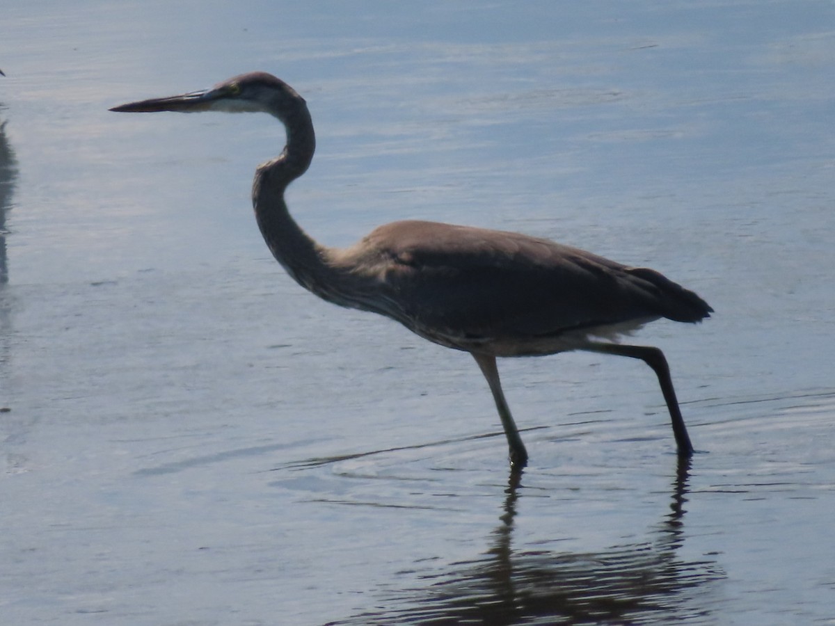 Great Blue Heron - ML641313674