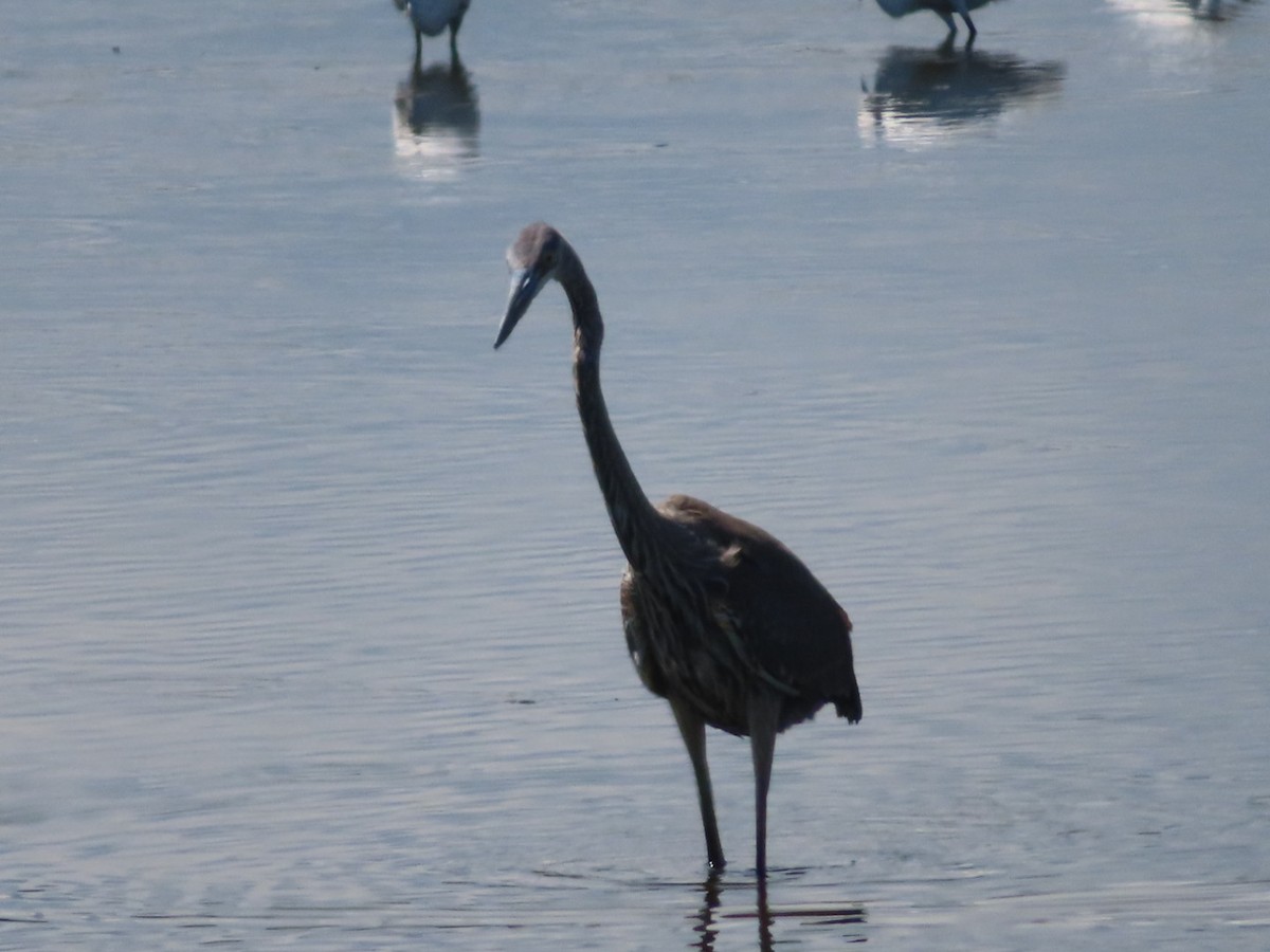 Great Blue Heron - ML641313675
