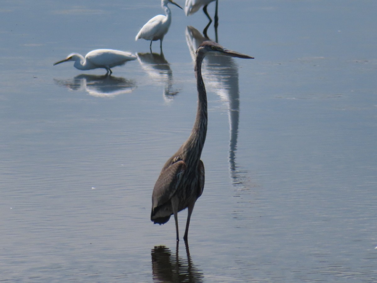 Great Blue Heron - ML641313676