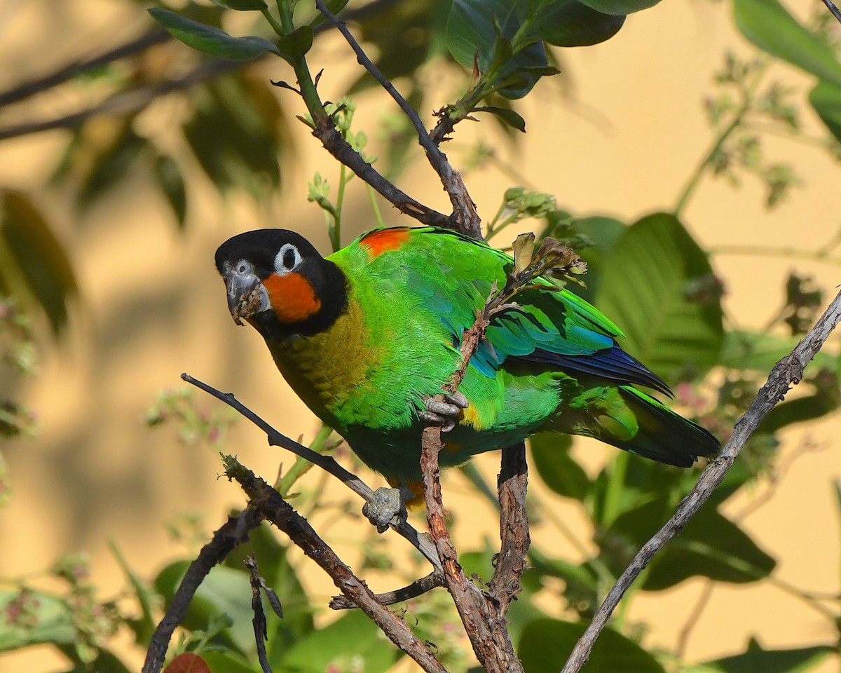 Orange-cheeked Parrot - ML641313688